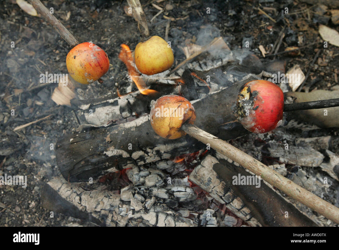 Apples roasting over a campfire Stock Photo
