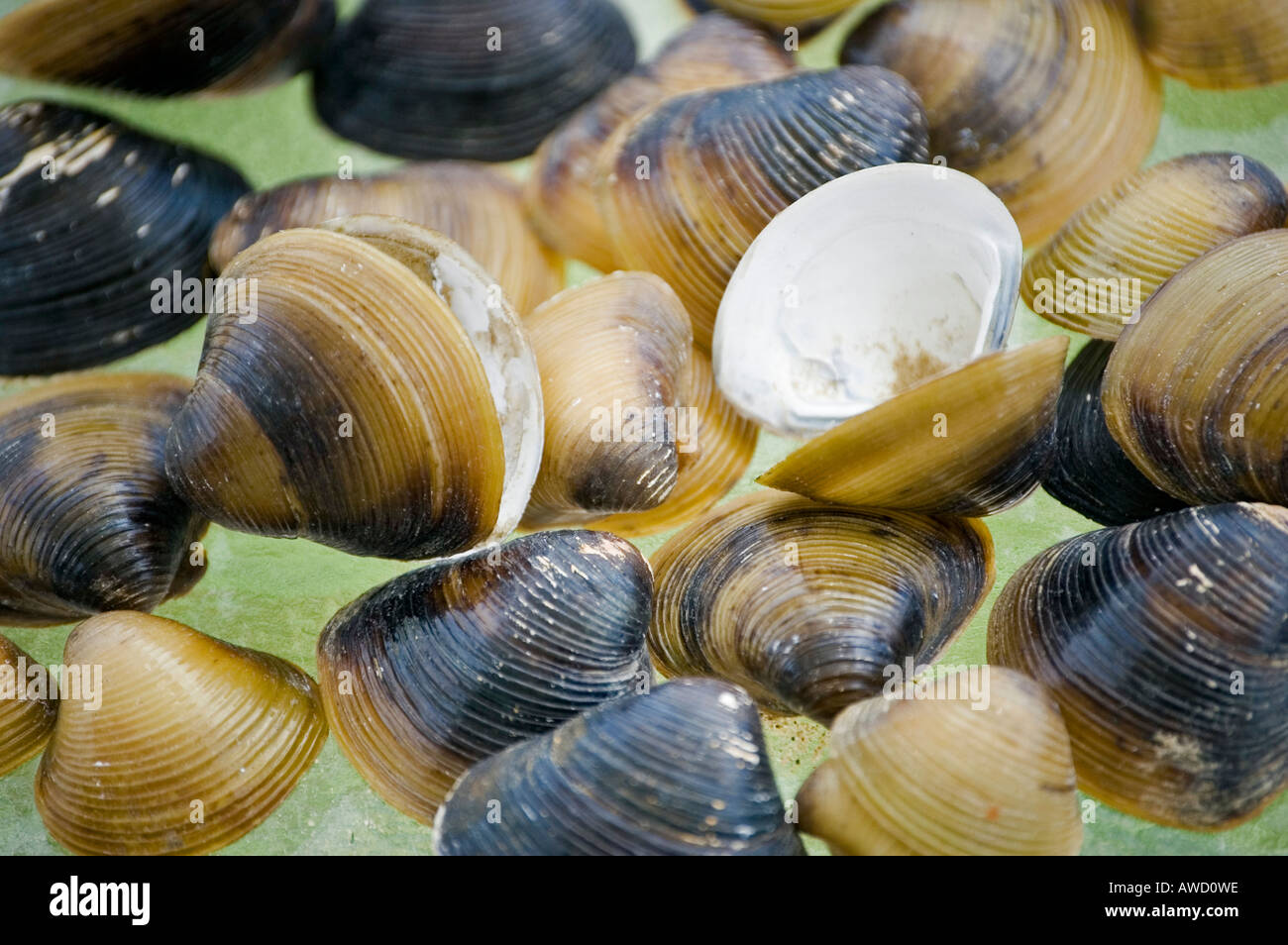 Fresh Water Clams Stock Photo Alamy