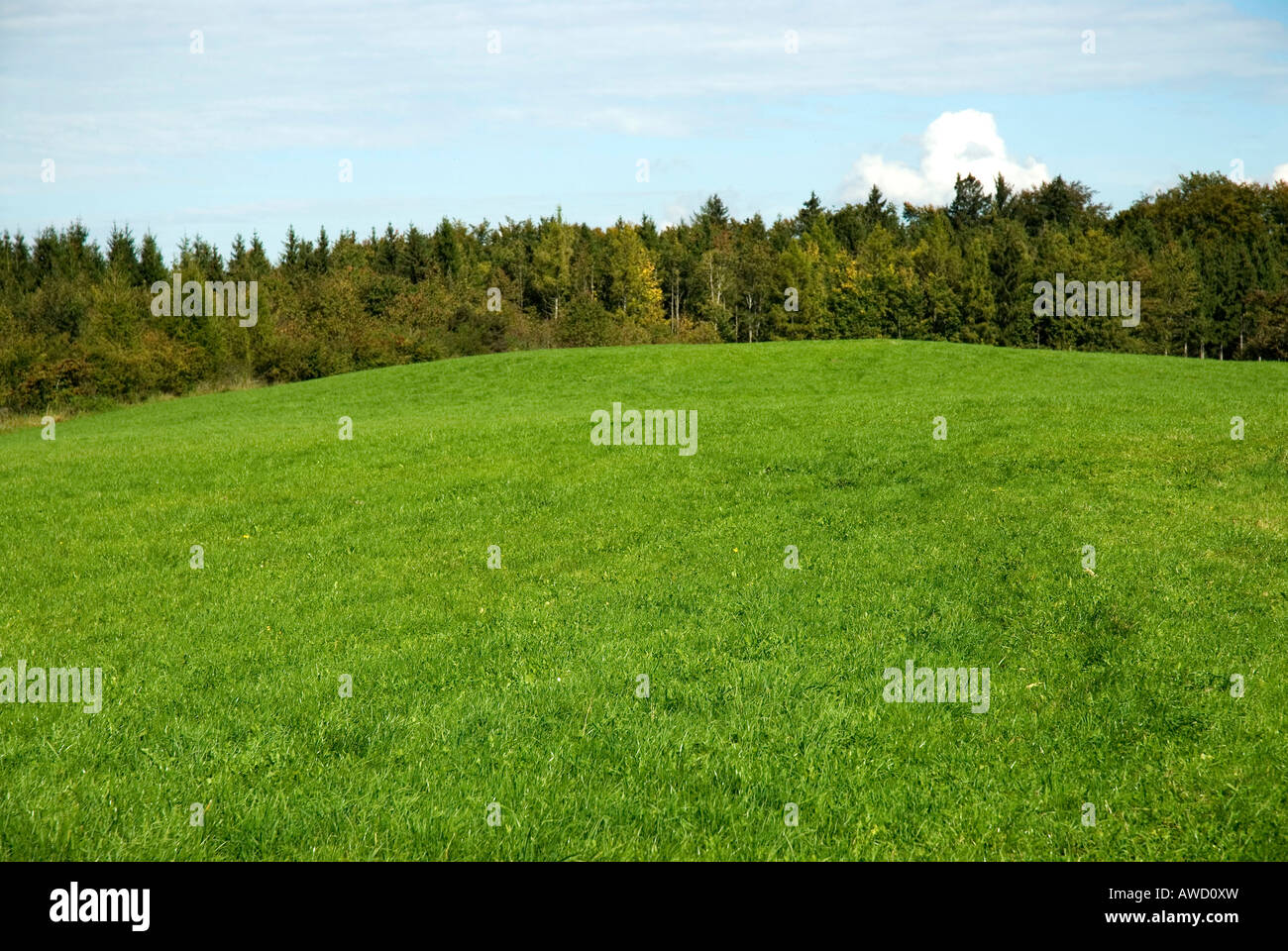 Empty meadow surface, Ilkahoehe, Tutzing, Bavaria, Germany, Europe Stock Photo