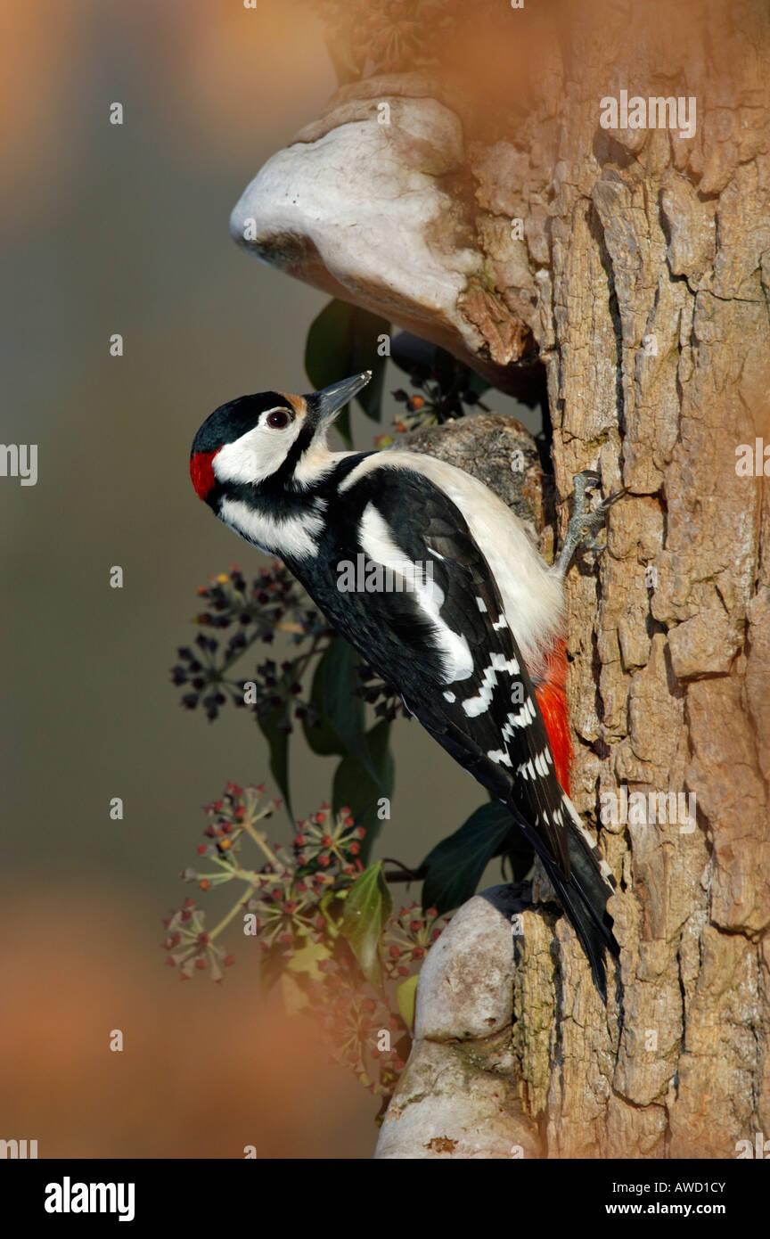 Great Spotted Woodpecker (Dendrocopos major), male Stock Photo