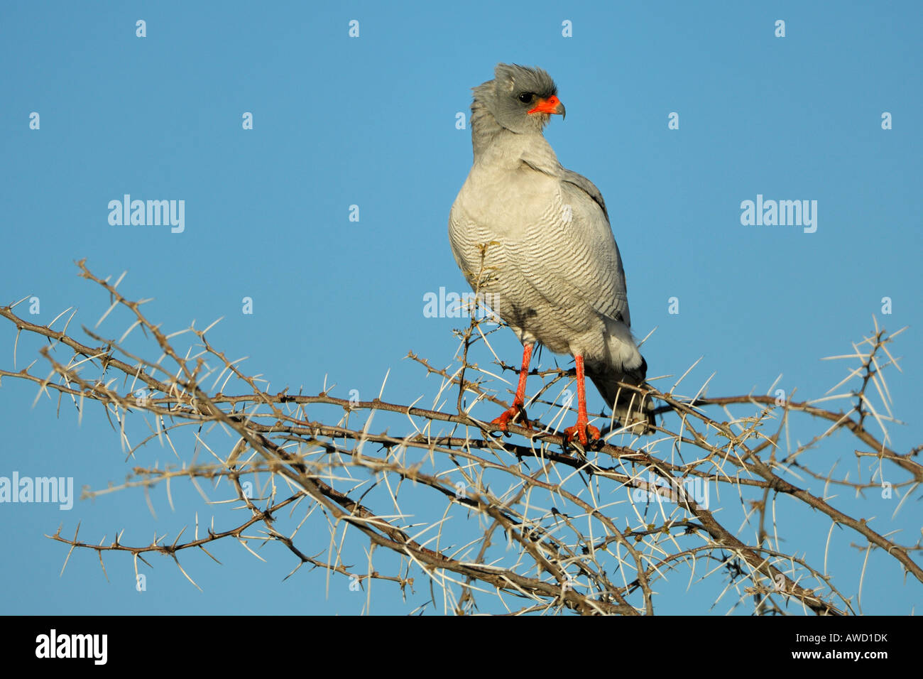 Pale Chanting Goshawk (Melierax canorus) on thornbush Stock Photo