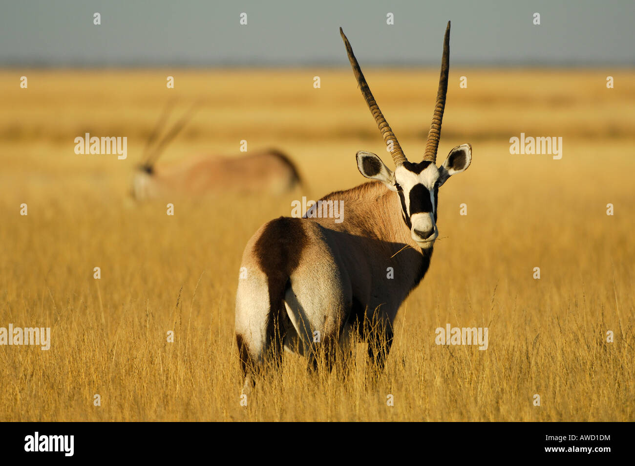 Gemsbok (Oryx gazella) Stock Photo