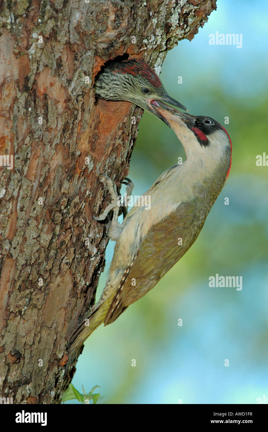 Green Woodpecker (Picus viridis), male feeding callow Stock Photo