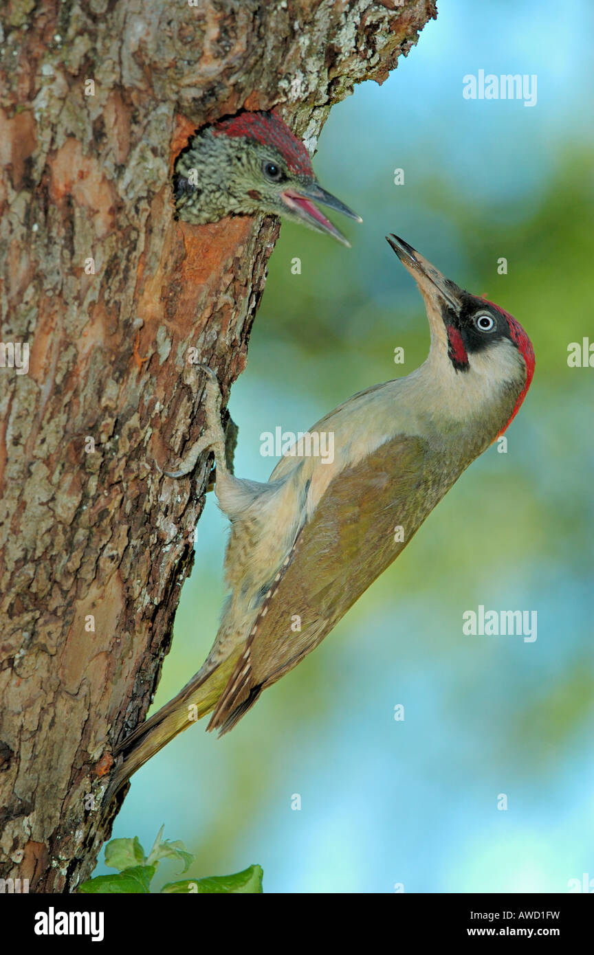 Green Woodpecker (Picus viridis), male feeding callow Stock Photo