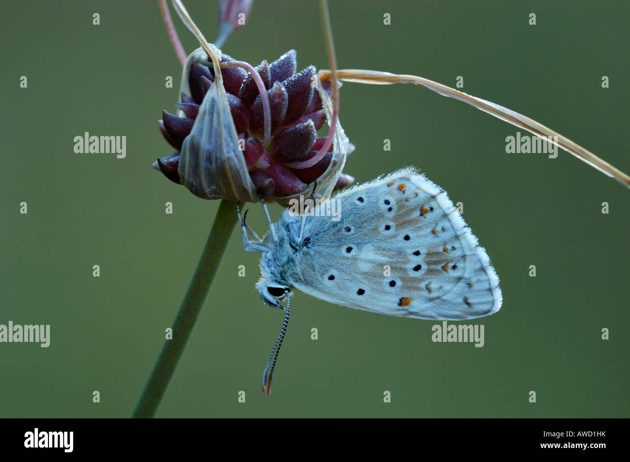 Common Blue (Polyommatus icarus) with dew drops perched on wild leek Stock Photo