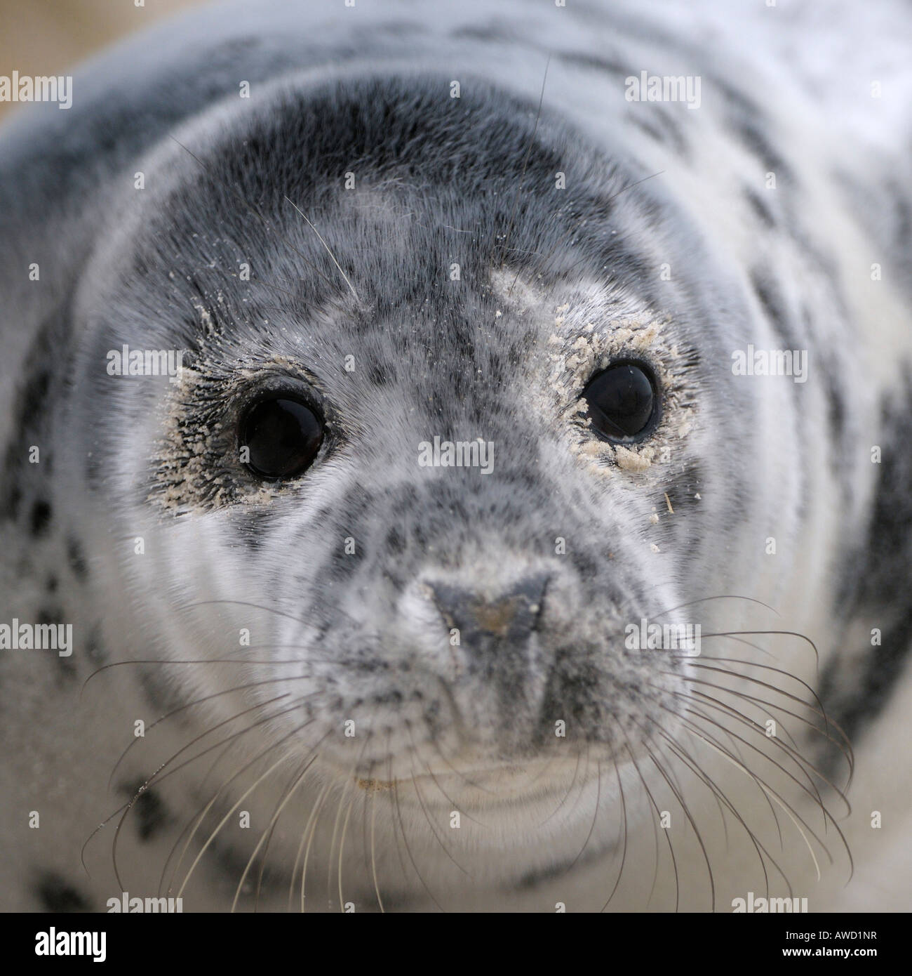 Grey Seal (Halichoerus grypus), young which is some weeks old Stock Photo