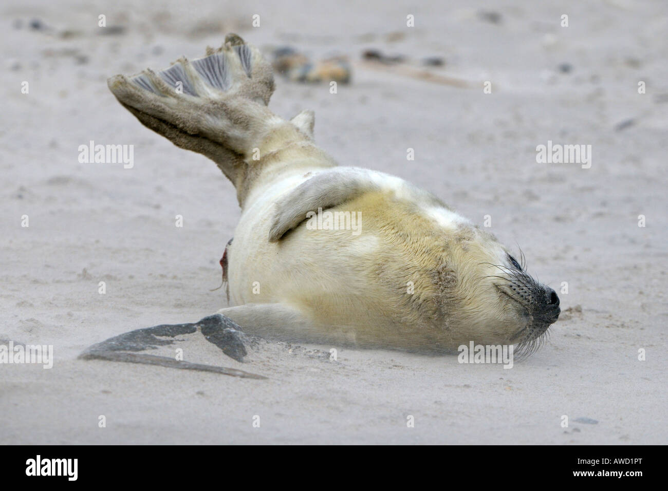 Seal tail hires stock photography and images Alamy