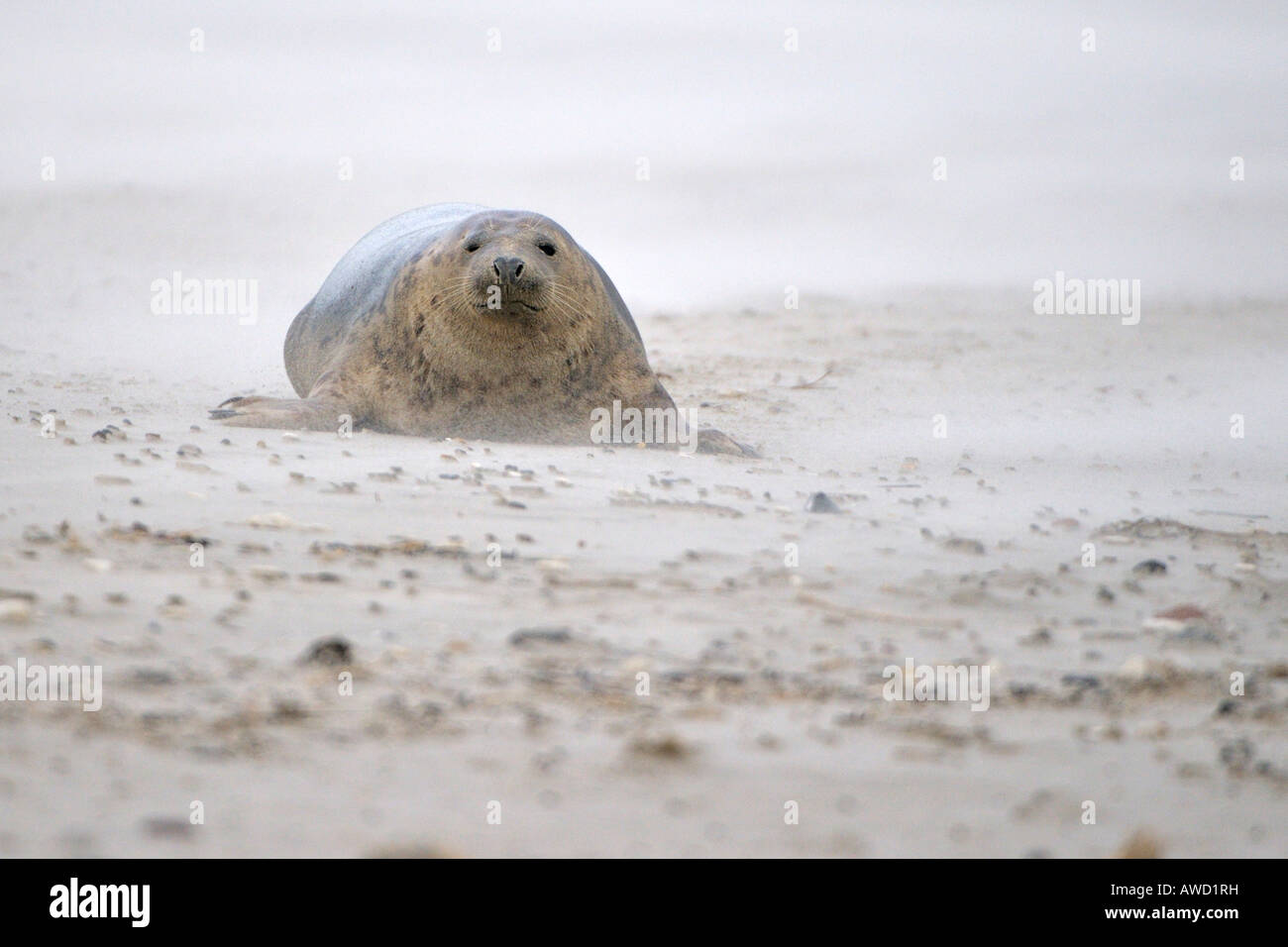 Grey Seal (Halichoerus grypus), female in sandstorm Stock Photo