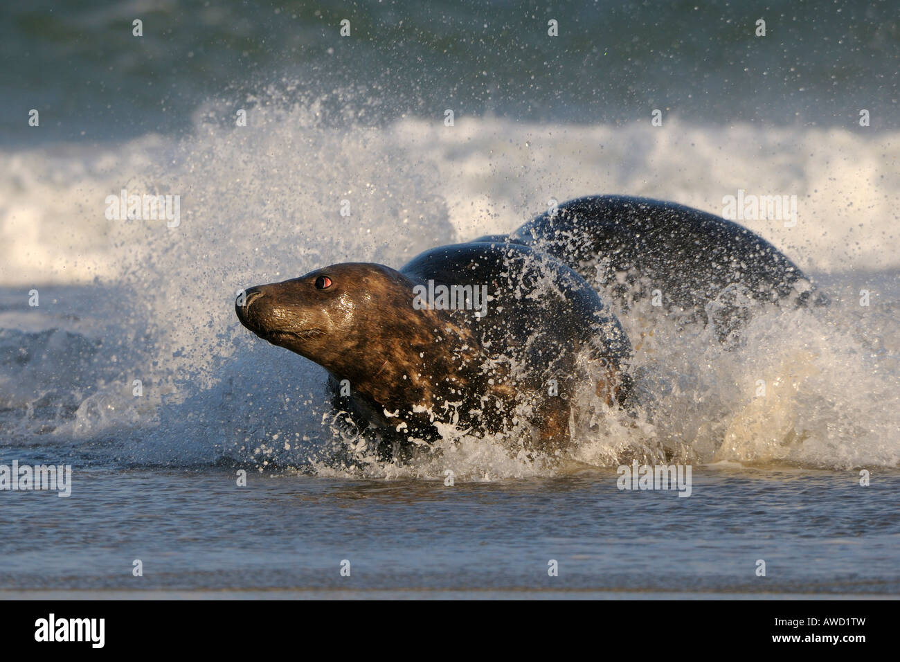 Grey Seal (Halichoerus grypus), males, turf war Stock Photo