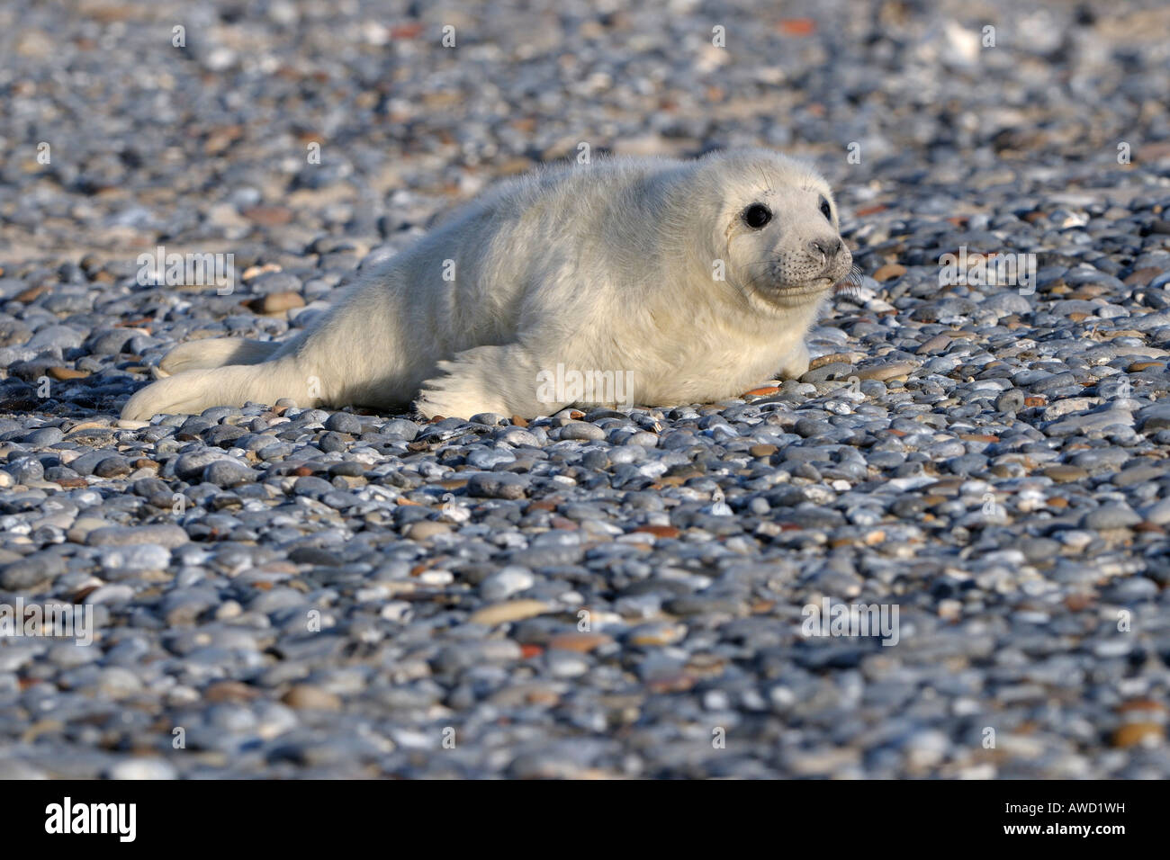 Grey Seal (Halichoerus grypus), newborn Stock Photo