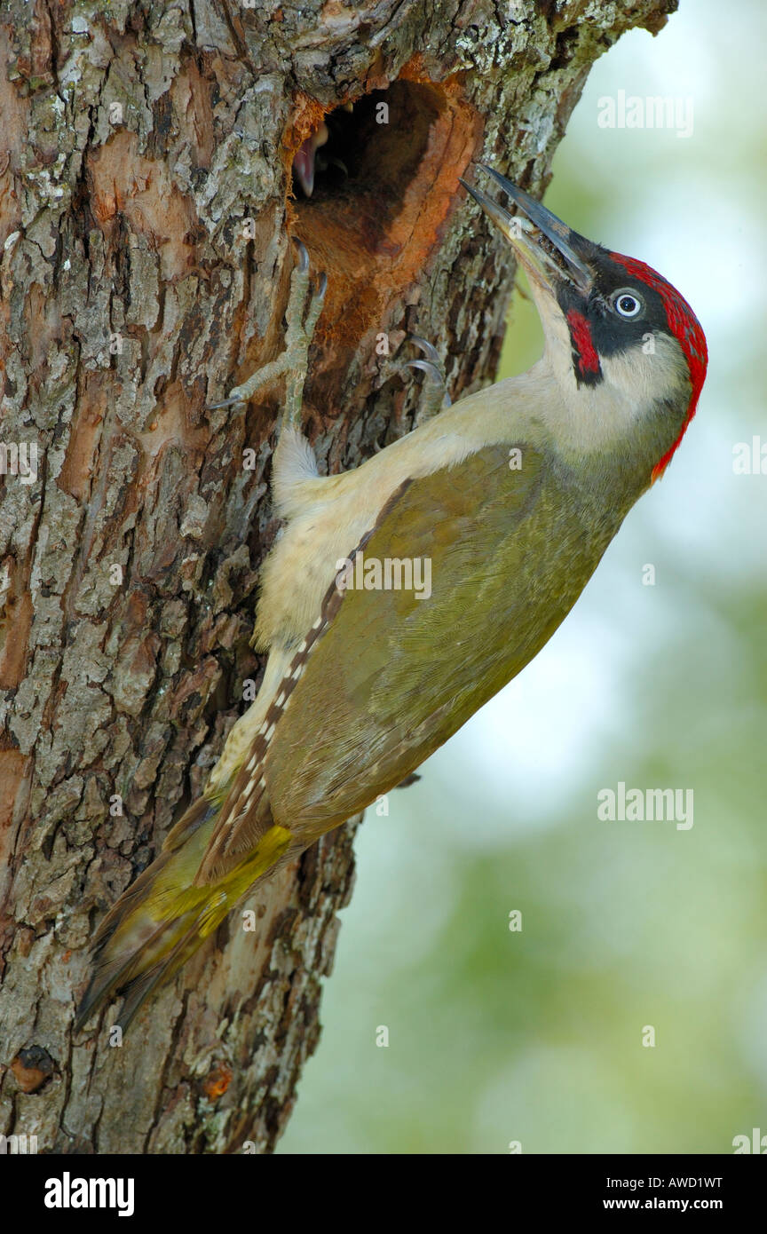 Green Woodpecker, (Picus viridis) male in front of the nesting hole Stock Photo