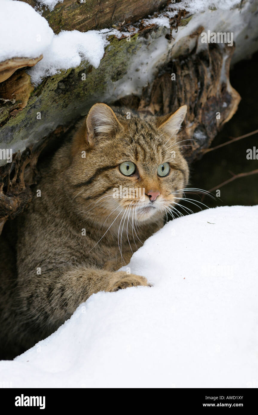 Wildcat (Felis silvestris) looking out of its hiding place in the snow, Bavarian Forest, Bavaria, Germany, Europe Stock Photo