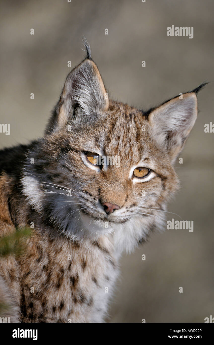 Eurasian Lynx (Lynx lynx) cub, portrait, Bavarian Forest, Bavaria, Germany, Europe Stock Photo