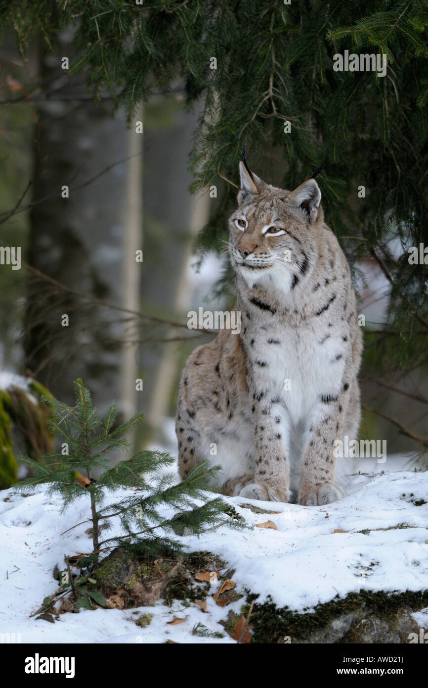 Eurasian Lynx (Lynx lynx) female in the snow, Bavarian Forest, Bavaria ...