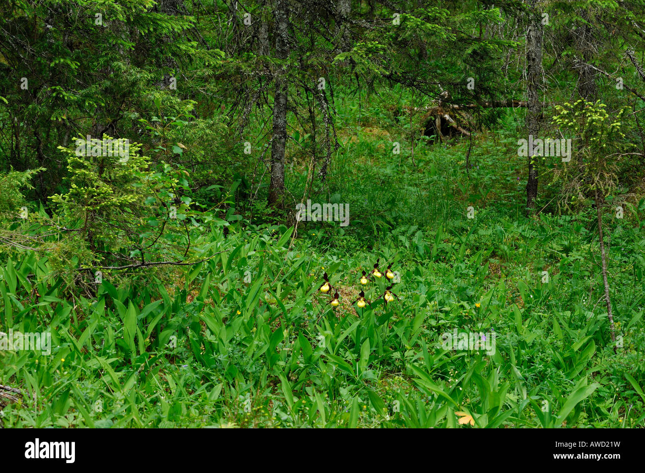 Lady's Slipper Orchid (Cypripedium calceolus) biotope, coniferous forest, Norway, Scandinavia, Europe Stock Photo