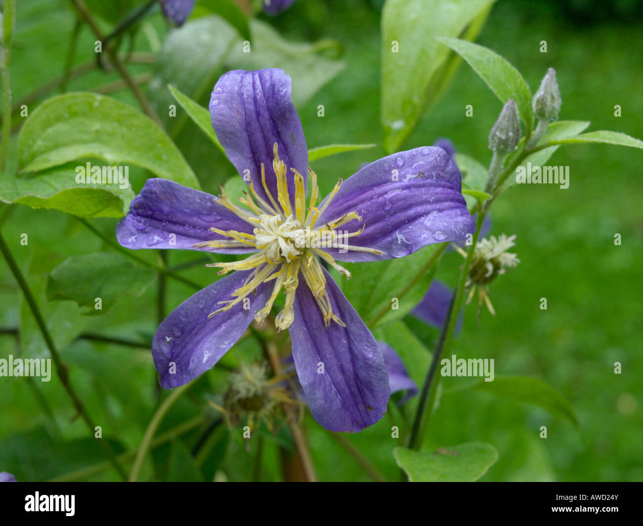 Solitary clematis (Clematis integrifolia 'Juuli') Stock Photo