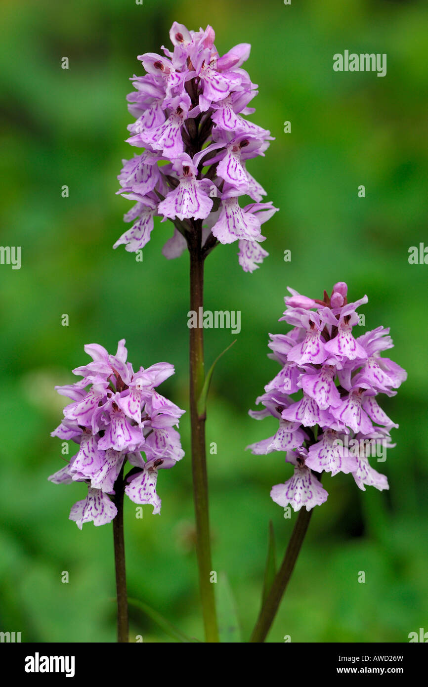 Heath Spotted-orchid (Dactylorhiza maculata), Norway, Scandinavia, Europe Stock Photo