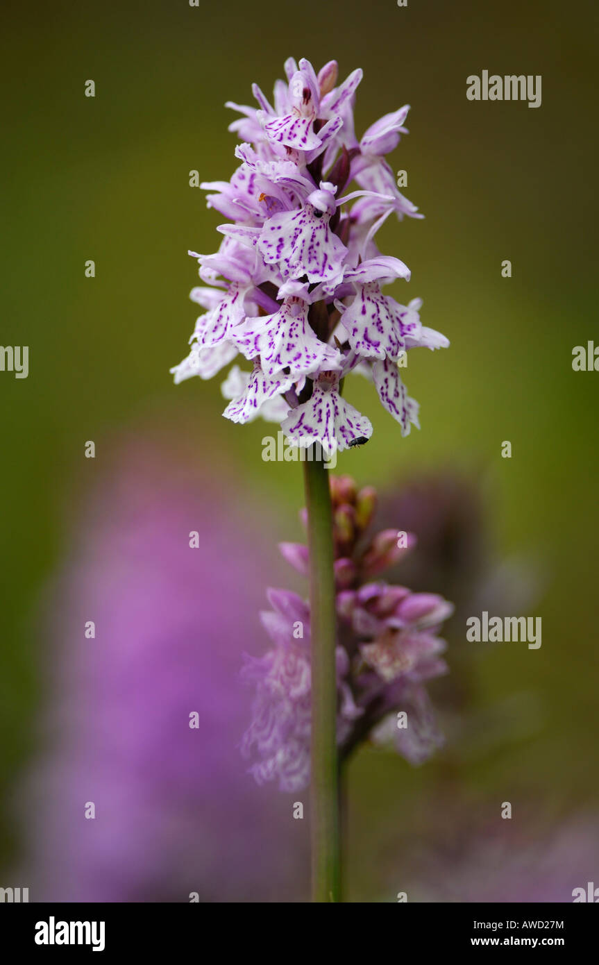 Heath Spotted-orchid (Dactylorhiza maculata), Norway, Scandinavia, Europe Stock Photo