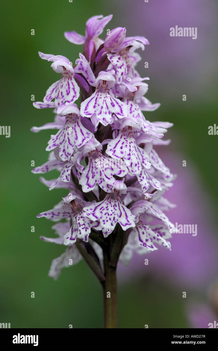 Heath Spotted-orchid (Dactylorhiza maculata), Norway, Scandinavia, Europe Stock Photo