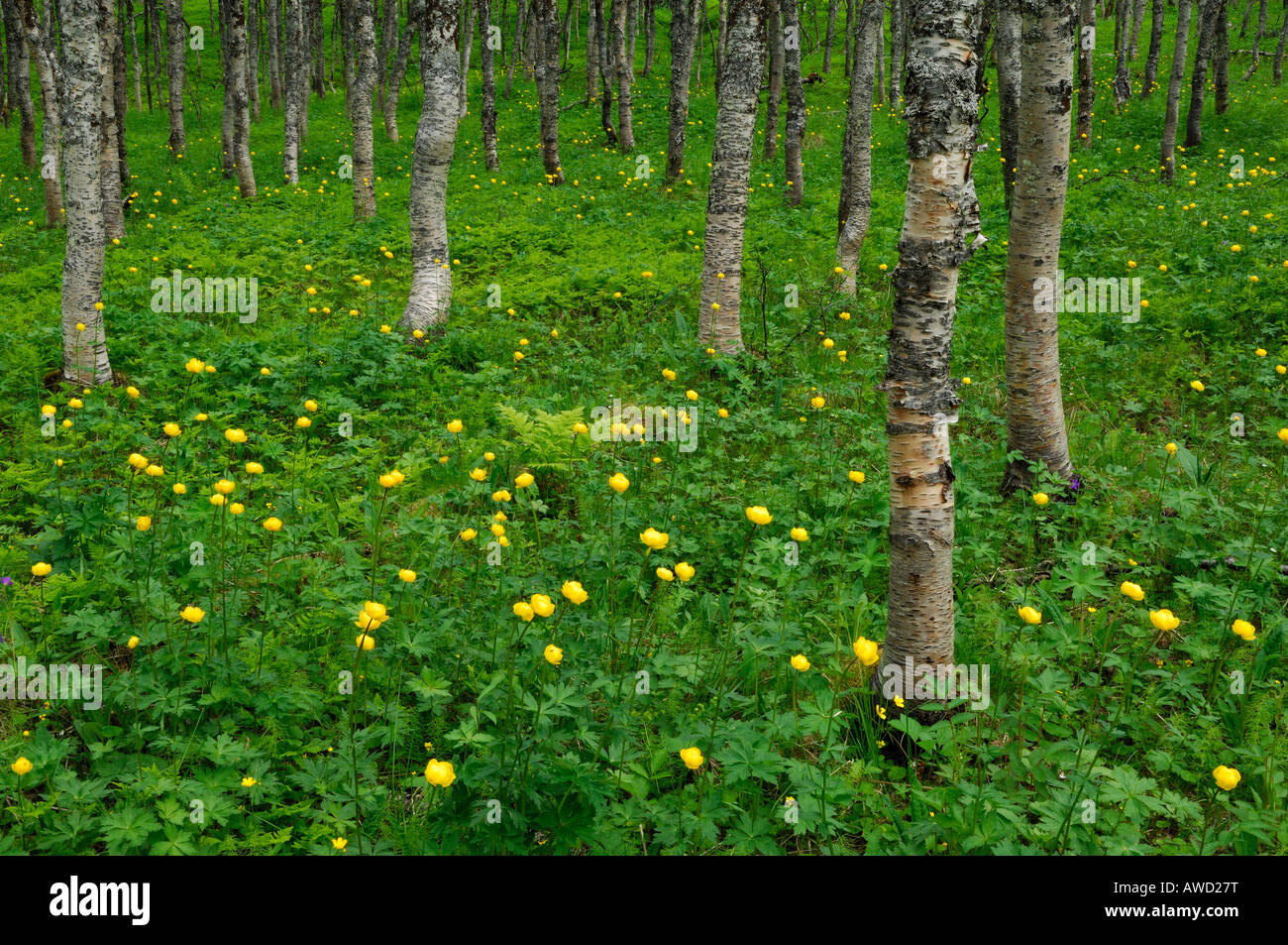 Globe-flowers (Trollius europaeus), Birch Forest, Fell forest, Norway, Scandinavia, Europe Stock Photo