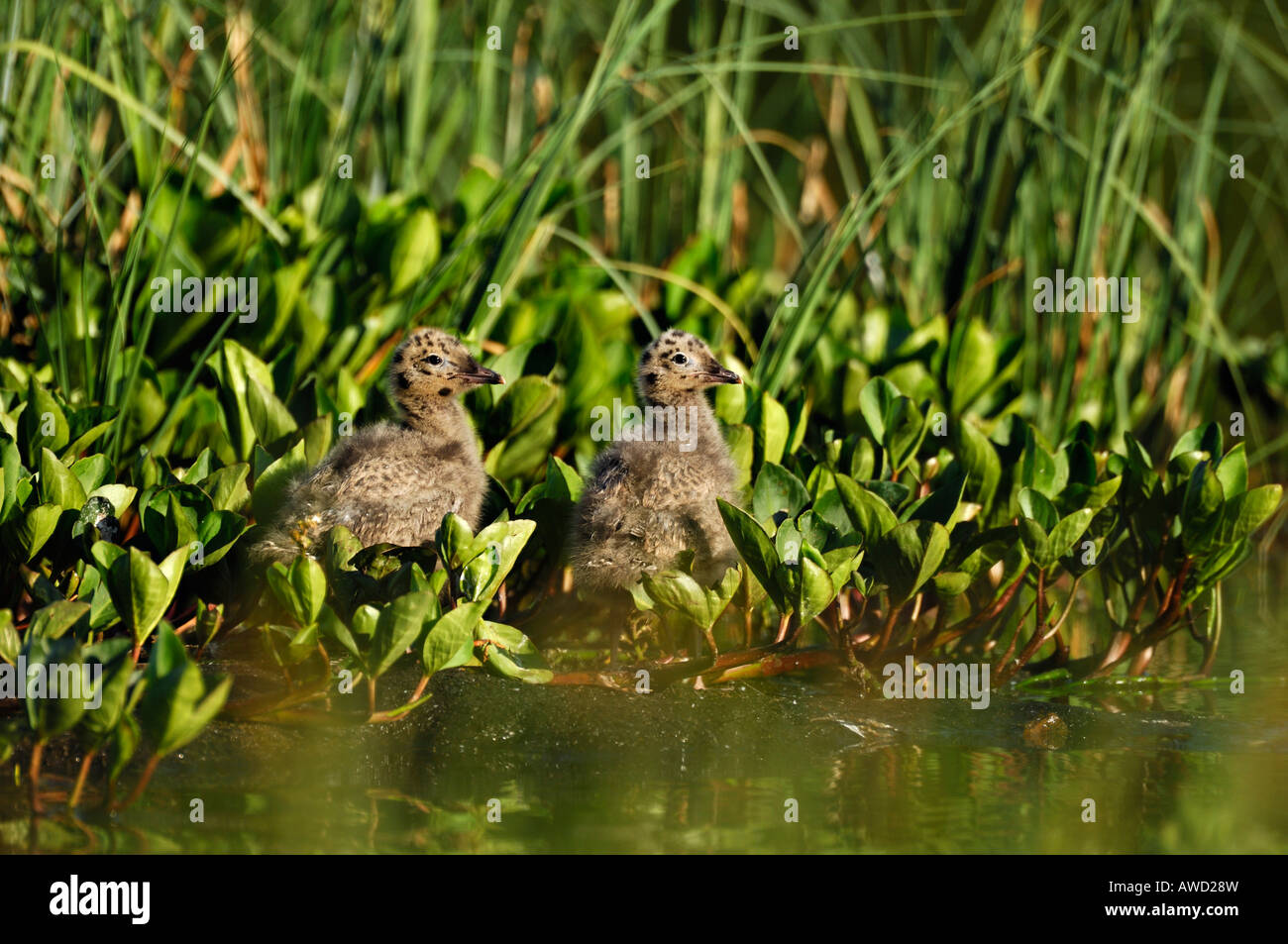 Common Gull or Mew Gull (Larus canus) young resting among Bog-beans (Menyanthes trifoliata), northern Norway, Scandinavia, Euro Stock Photo