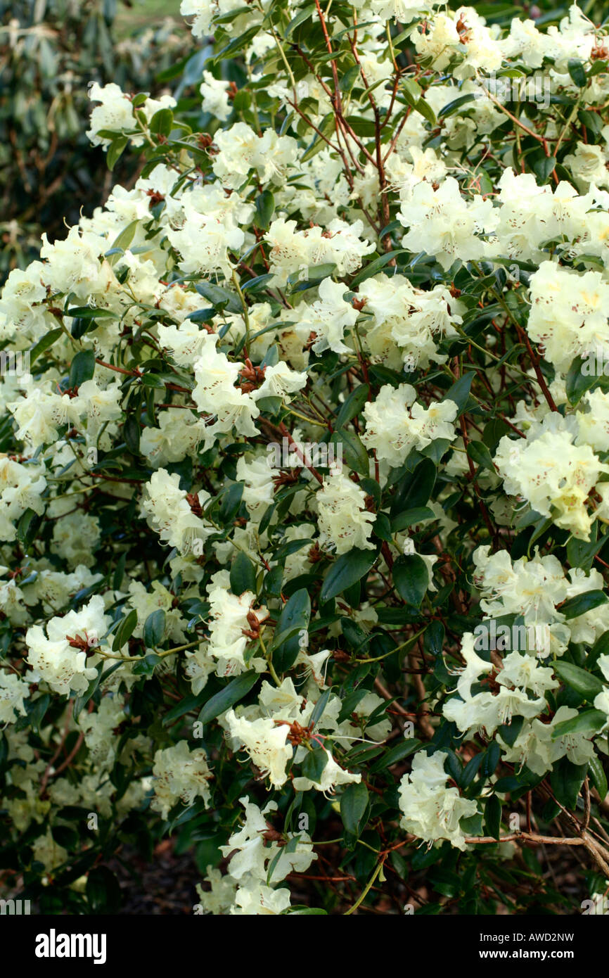 RHODODENDRON BO PEEP Stock Photo