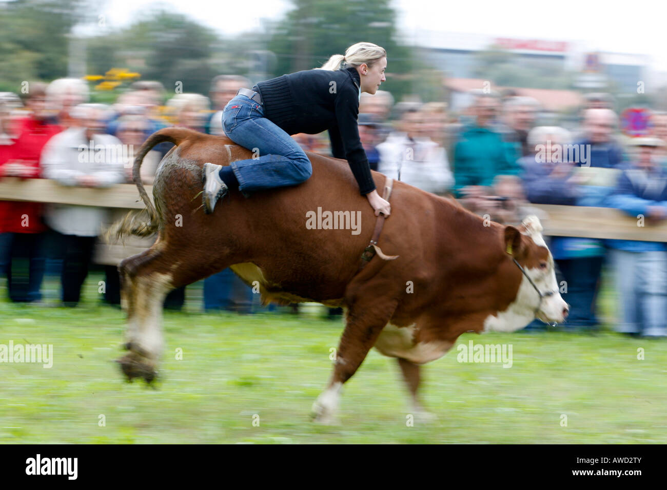Traditional Bavarian ox race, Bavaria, Germany Stock Photo