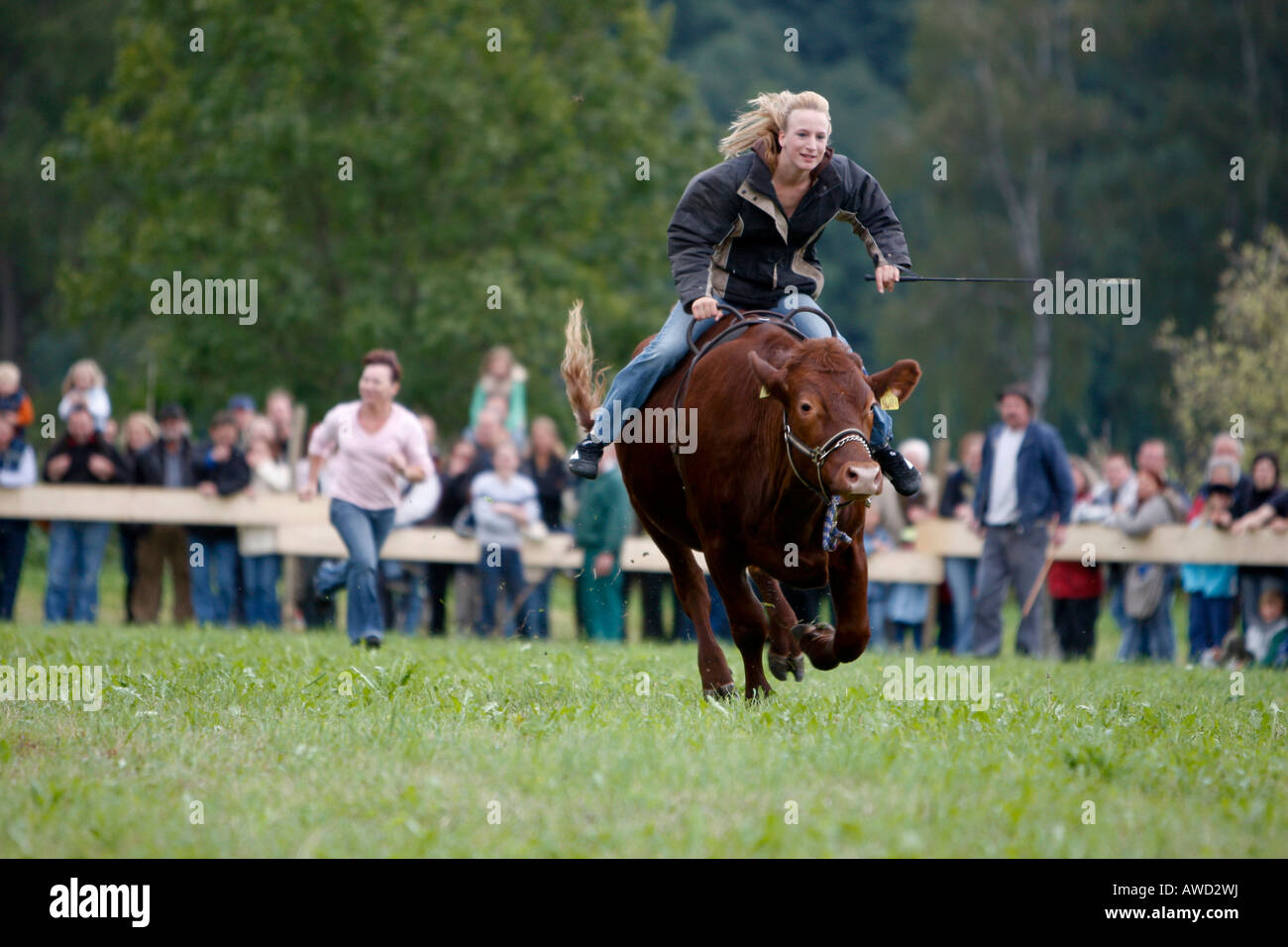 Traditional Bavarian ox race, Bavaria, Germany Stock Photo