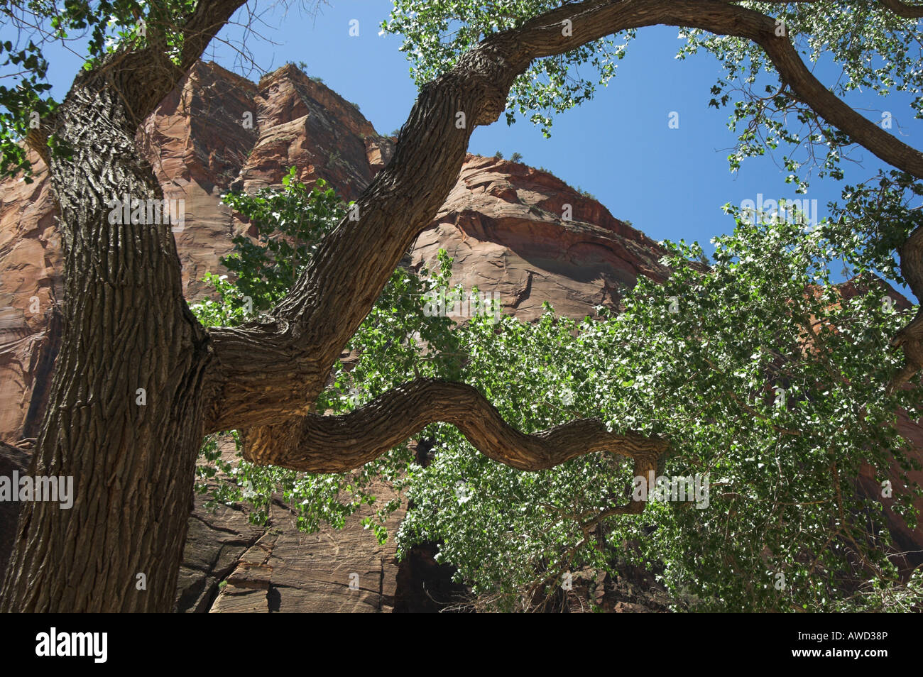 Cottonwood Trees, Zion Canyon Stock Photo Alamy