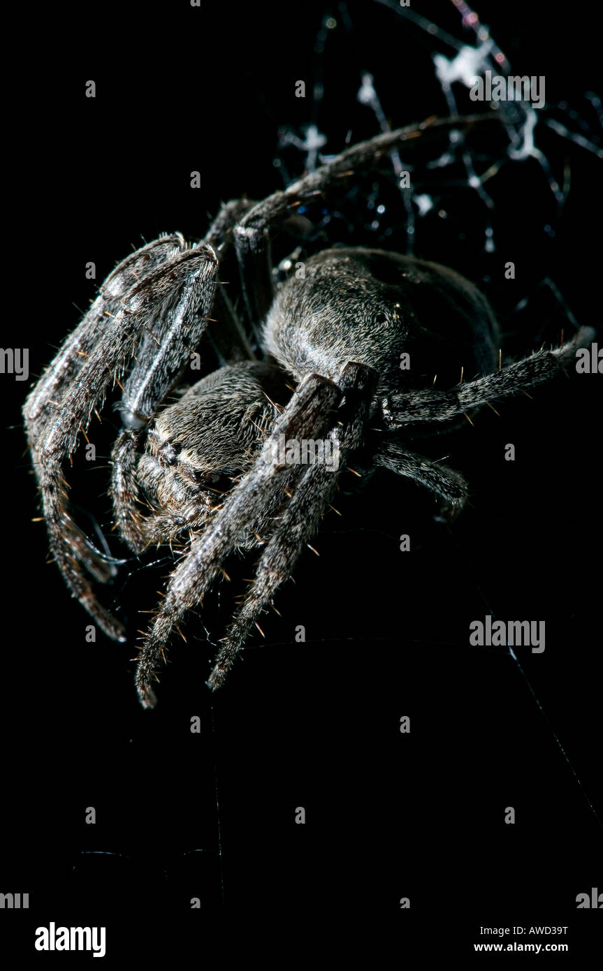 Orb-weaving Spider (Araneus) Stock Photo