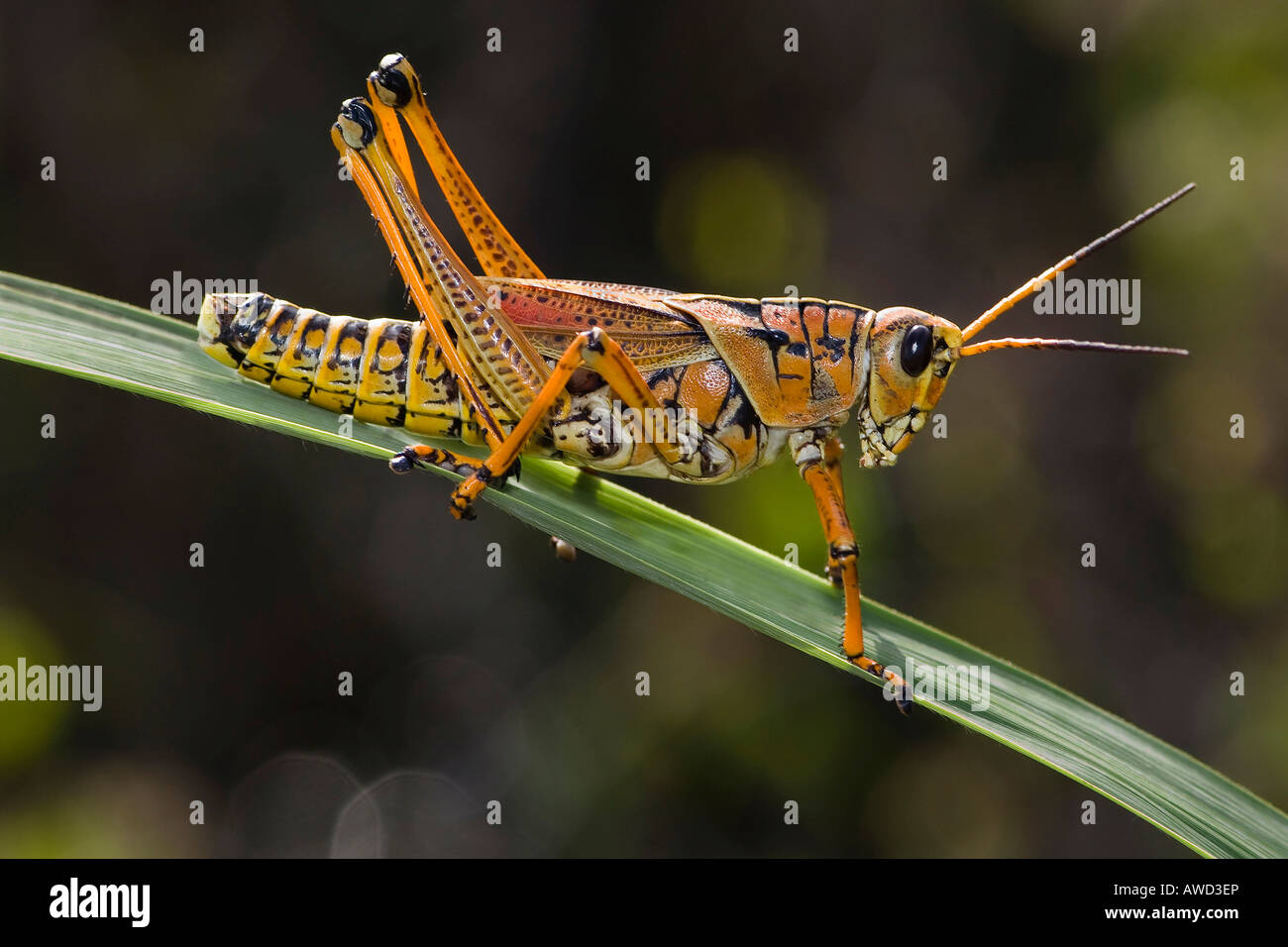 Plains Lubber Grasshopper (Brachystola magna), Anhinga Trail, Everglades National Park, Florida, USA, North America Stock Photo