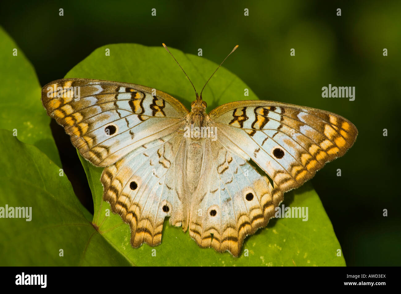 Anartia jatrophae (White Peacock Butterfly), Everglades National Park, Florida, USA, North