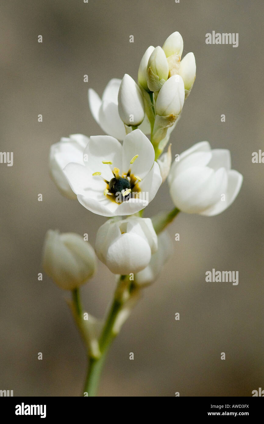 Star of Bethlehem (Ornithogalum) Stock Photo