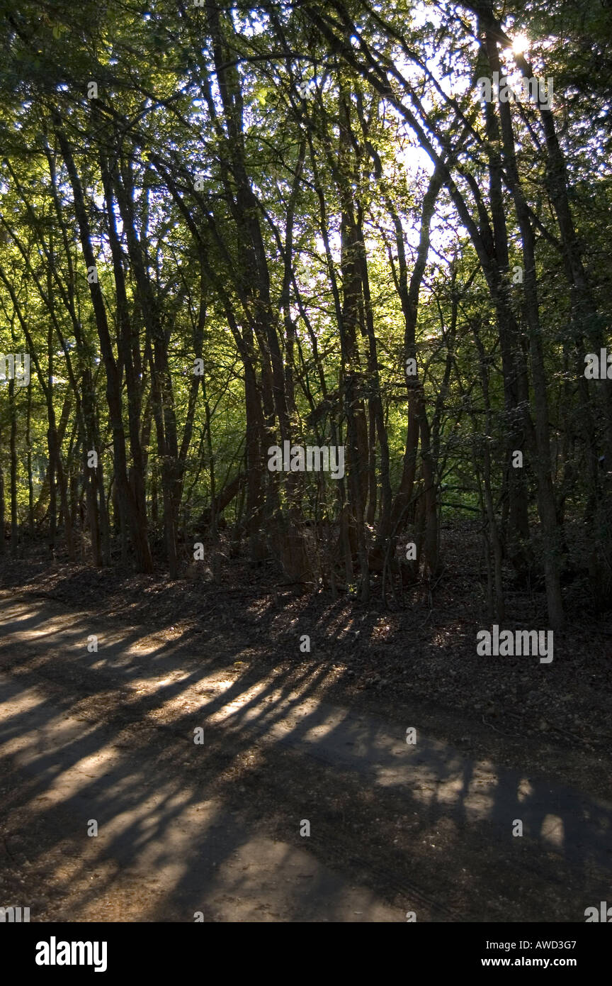 Tree shadow long shadows hi-res stock photography and images - Alamy