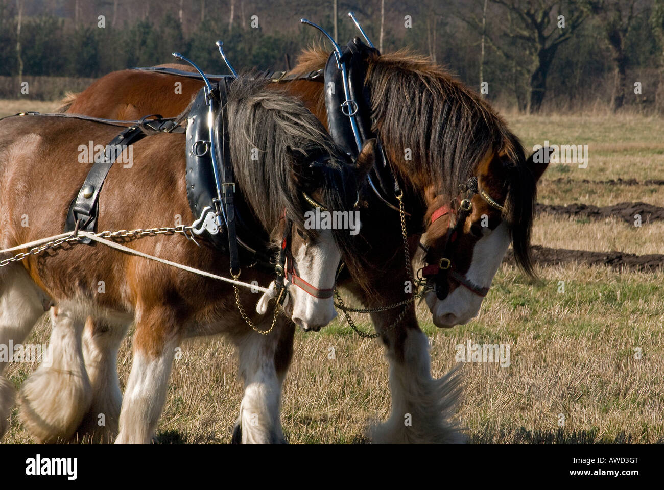 Shire horse pulling a plough Stock Photo Alamy