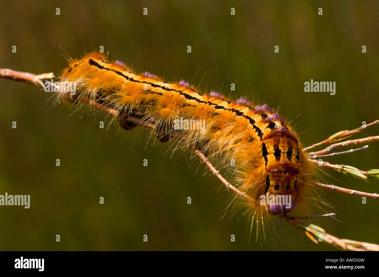 Colourful caterpillar, Cape Region, South Africa, Africa Stock Photo