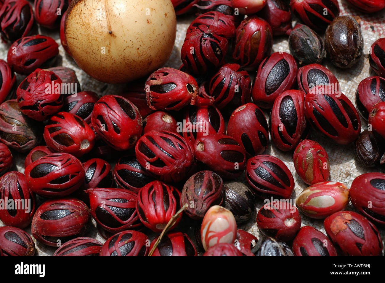 Nutmeg laid out to dry, Zanzibar, Tanzania, Africa Stock Photo Alamy
