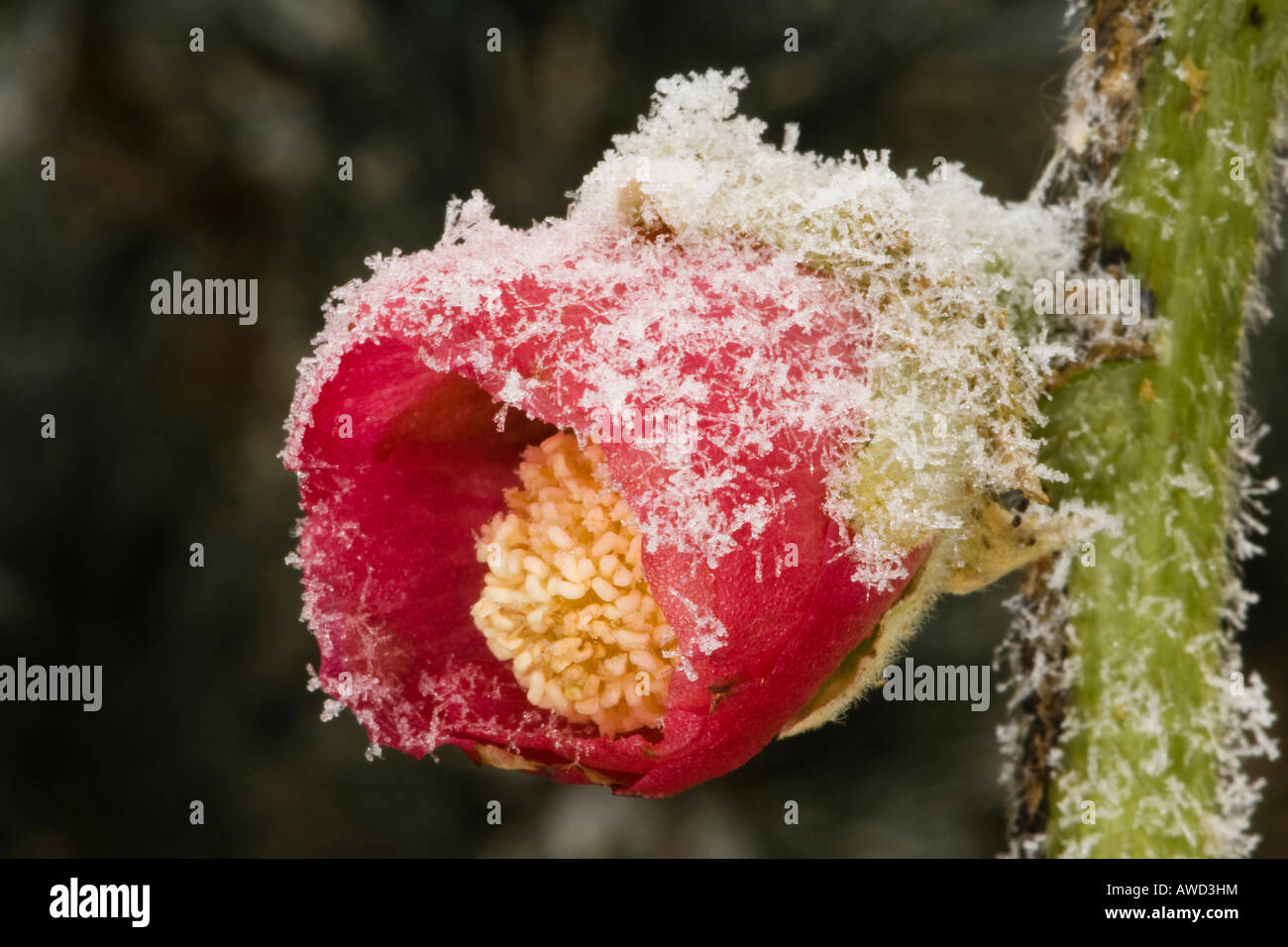 Common Hollyhock (Alcea rosea), frost-covered in wintertime, ice crystals Stock Photo