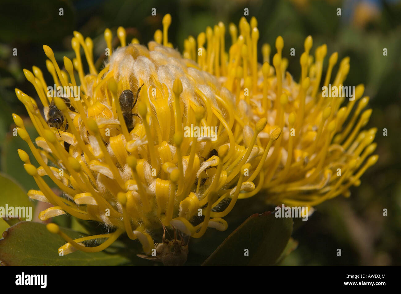 Sugarbush blossom (Protea), Harold Porter National Botanical Garden