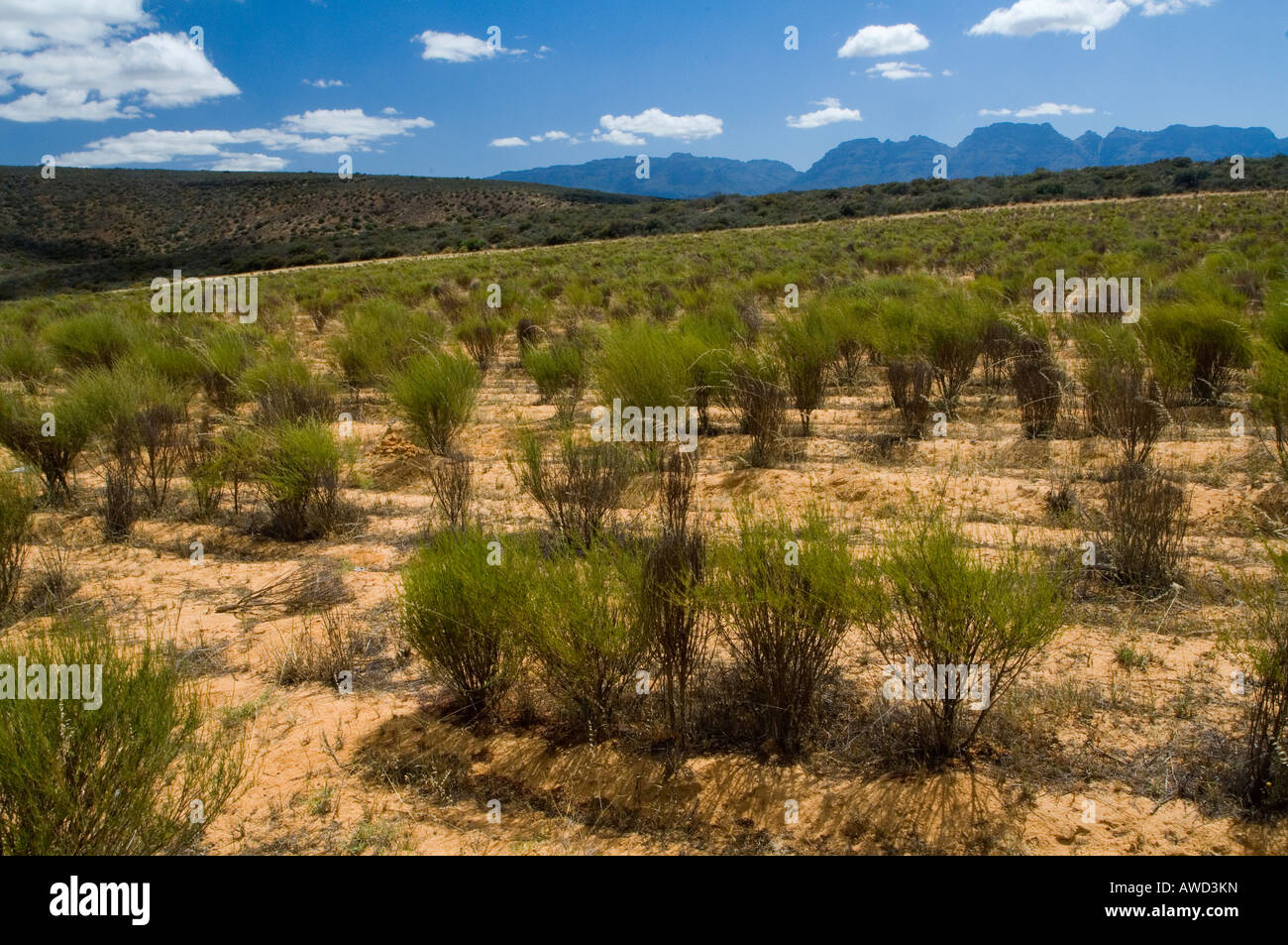 Rooibos (Aspalathus linearis) tea plantation, Clanwilliam, South Africa