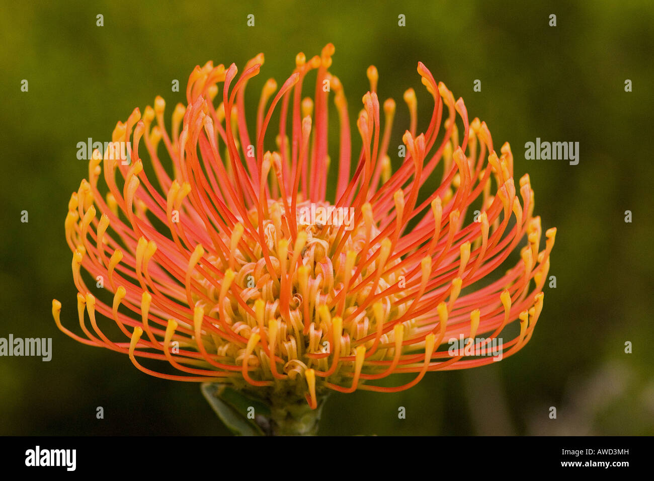 Sugarbush (Protea) blossom, Harold Porter National Botanical Garden