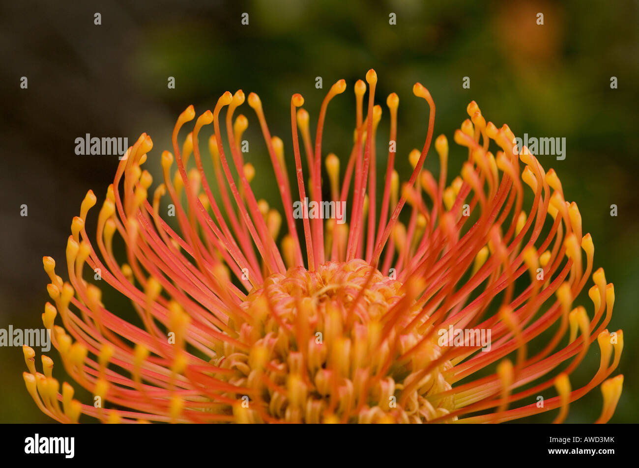 Sugarbush (Protea) blossom, Harold Porter National Botanical Garden