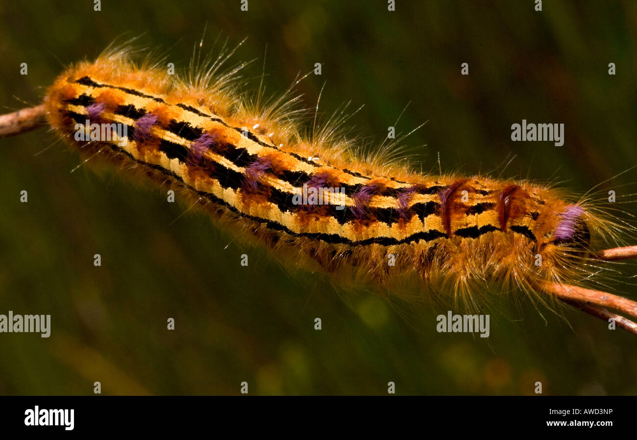 Colourful caterpillar, Cape Region, South Africa, Africa Stock Photo