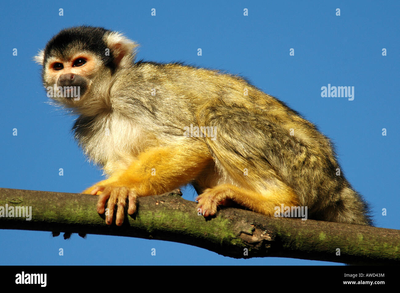 Common Squirrel Monkey (Saimiri sciureus), Nuremberg Zoo, Nuremberg, Bavaria, Germany, Europe Stock Photo