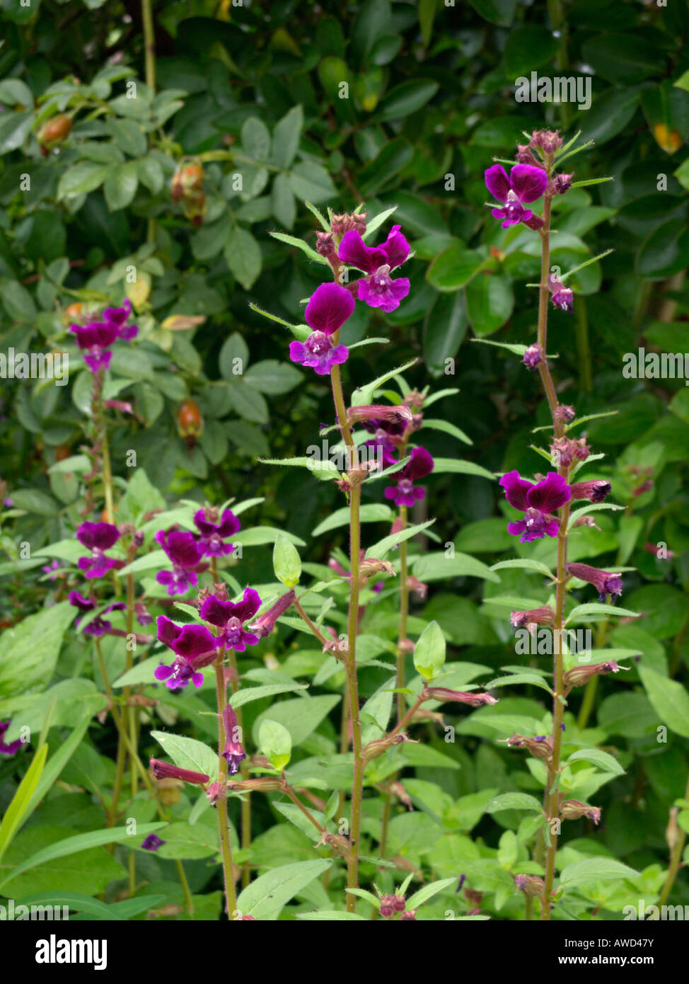 Clammy cuphea (Cuphea viscosissima Stock Photo Alamy