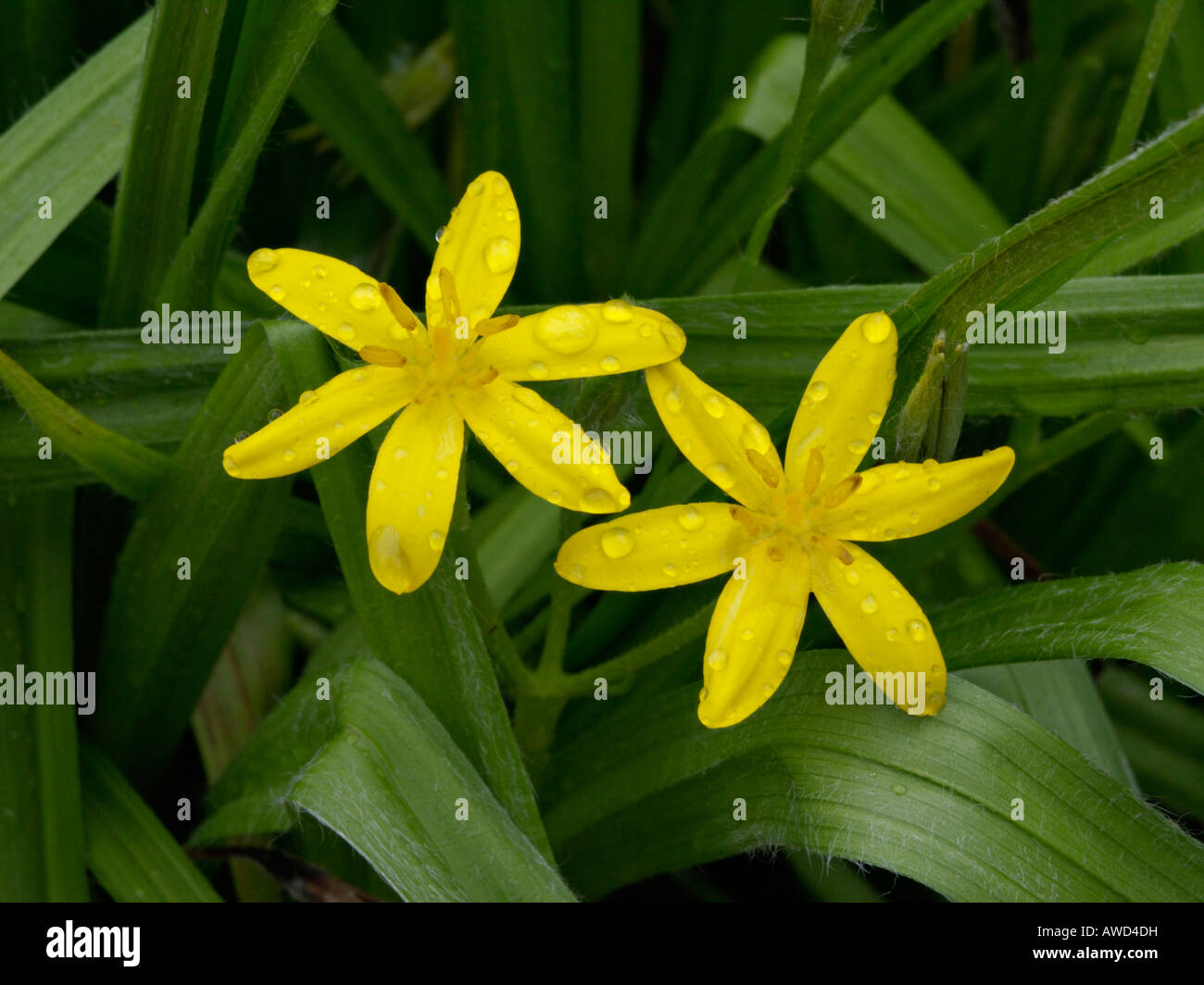 Common star grass (Hypoxis villosa) Stock Photo