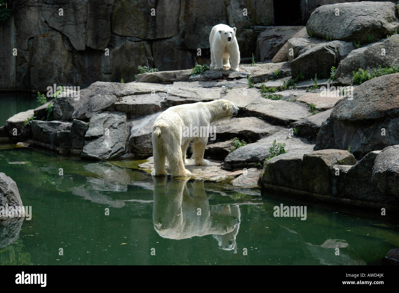 Polar Bears (Ursus maritimus), Berlin Zoo, Berlin, Germany, Europe Stock Photo