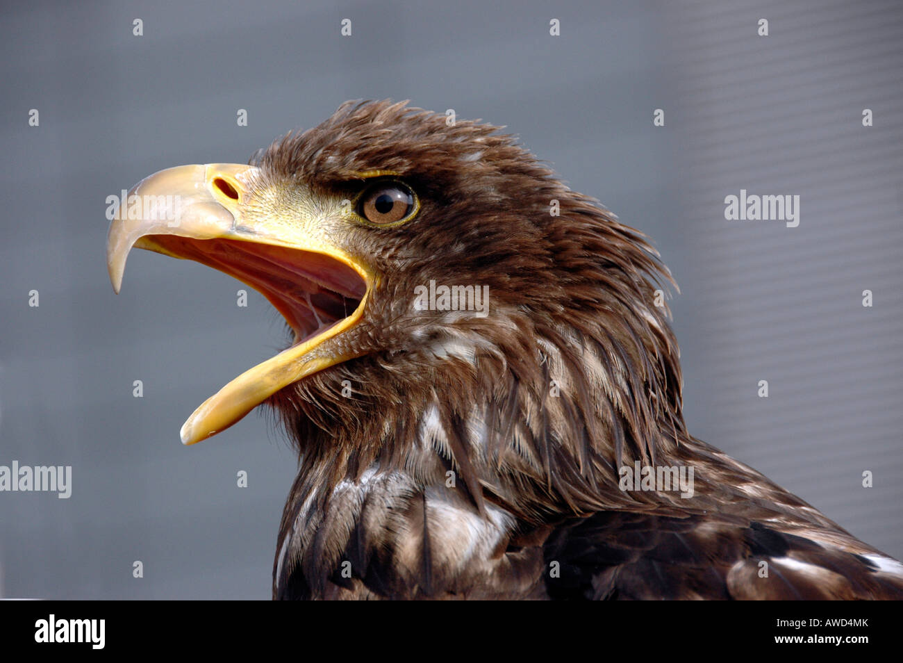 Sea Eagle (Haliaeetus), demonstration at the Photokina photographic trade fair in Cologne, North Rhine-Westphalia, Germany, Eur Stock Photo