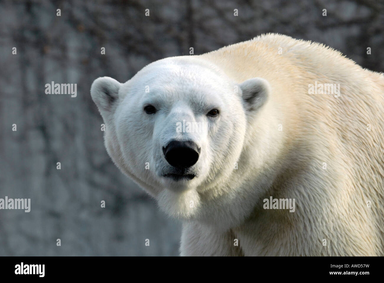 ursus-maritimus-hi-res-stock-photography-and-images-alamy