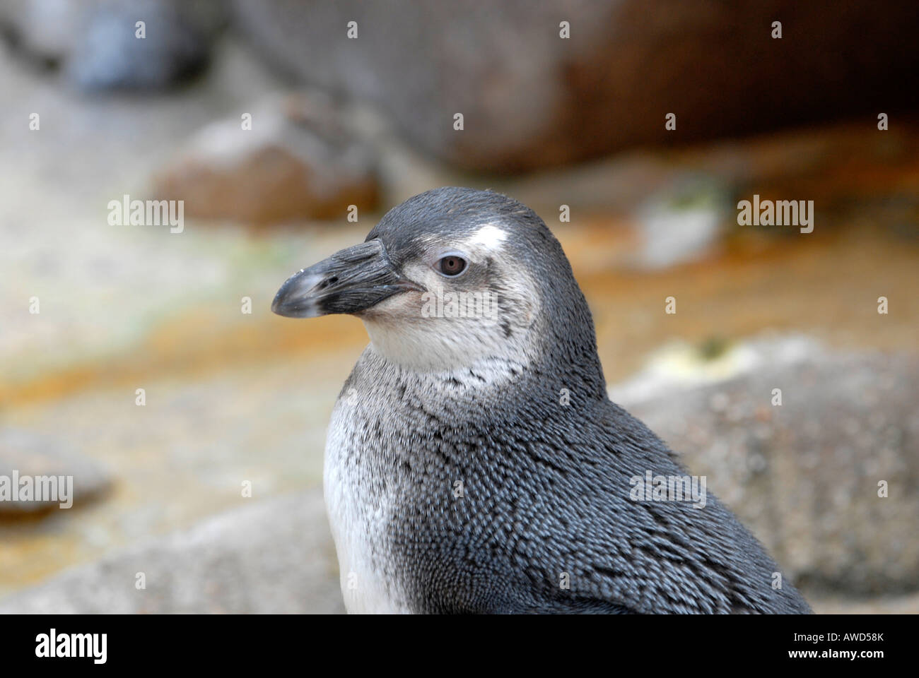 Magellanic Penguin (Spheniscus magellanicus) at a zoo in Germany, Europe Stock Photo